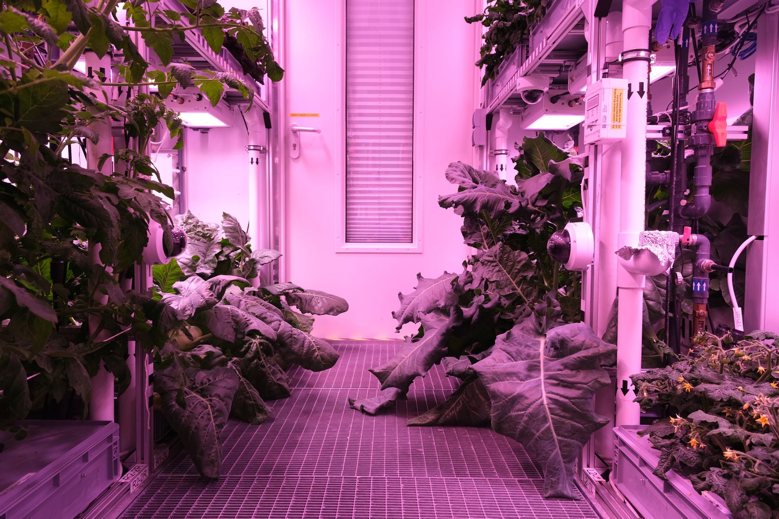 Kohlrabi (left) and broccoli (right) in the EDEN ISS Antarctic greenhouse