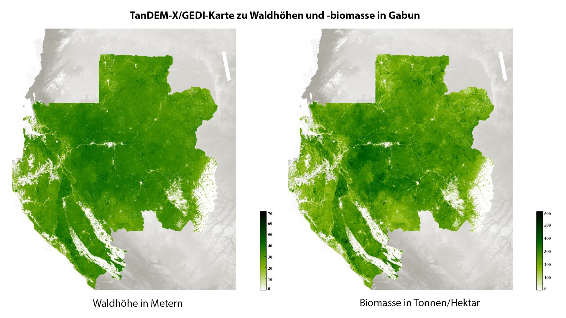 TanDEM-X/GEDI-Karte zu Waldhöhe und -biomasse in Gabun