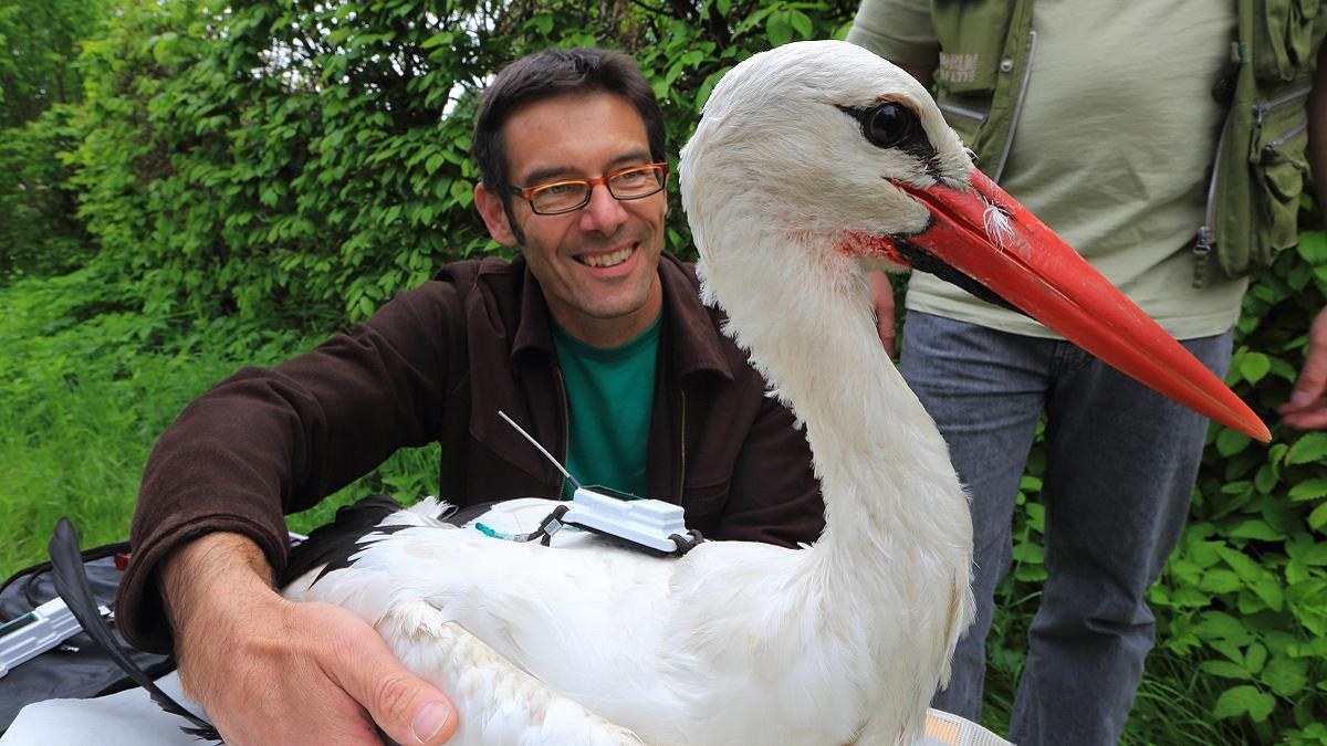 Martin Wikelski with a white stork wearing a trial ICARUS transmitter