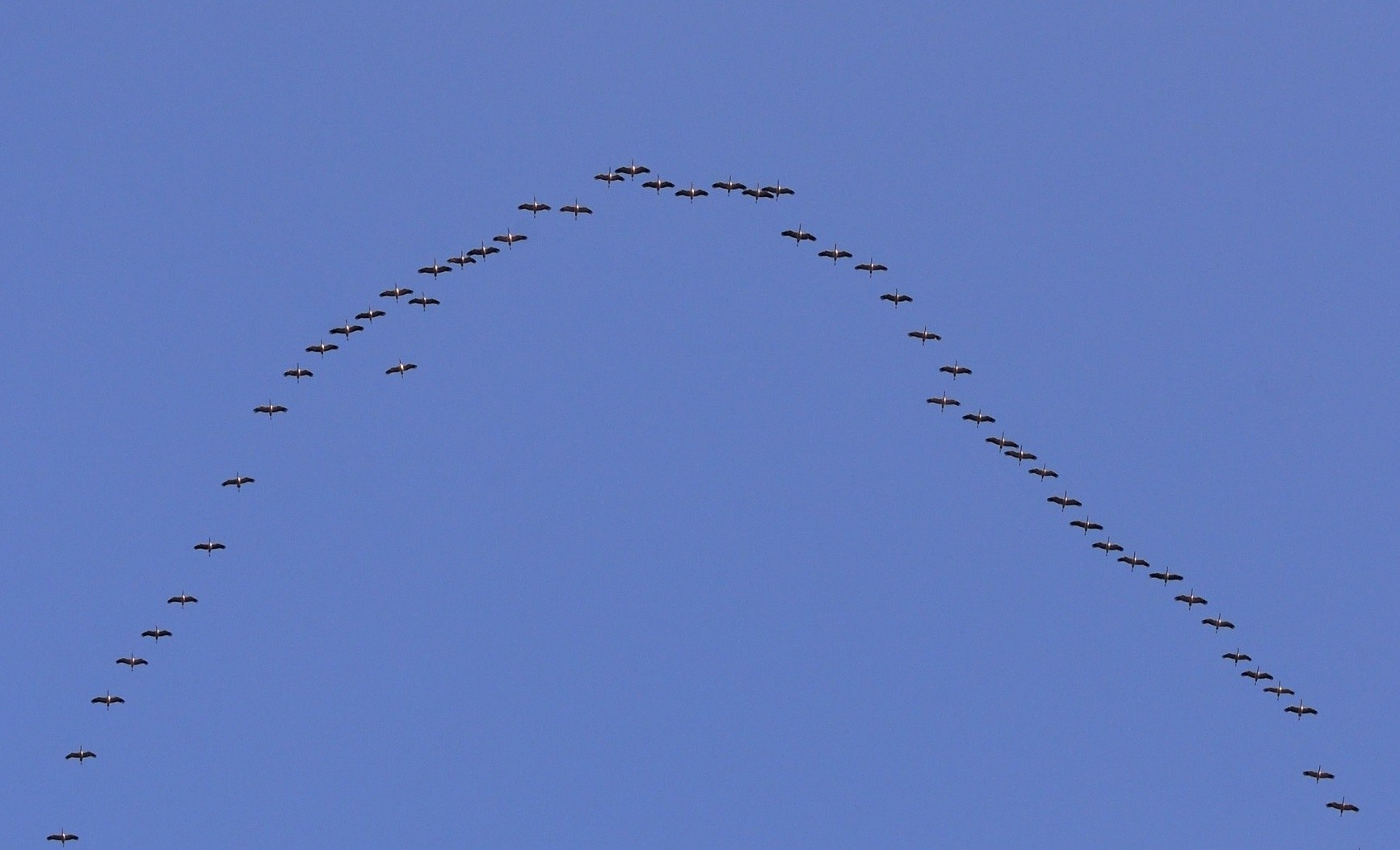 Migratory birds are adept at conserving their energy resources in flight by arranging themselves in V-shaped formations