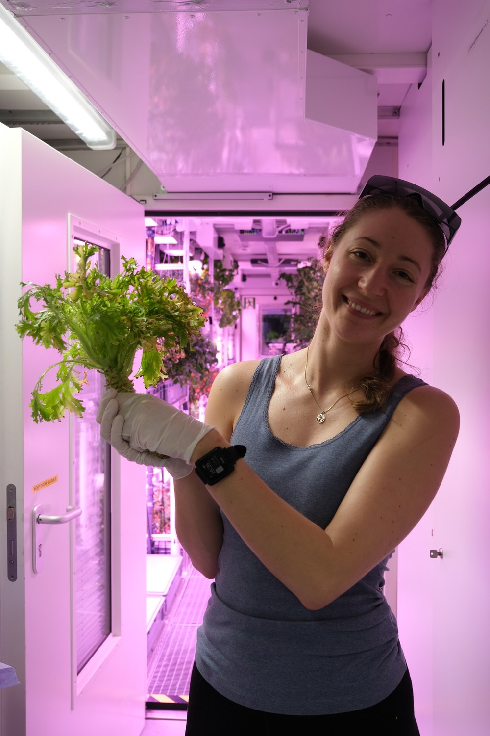 Linda Ort harvesting lettuce