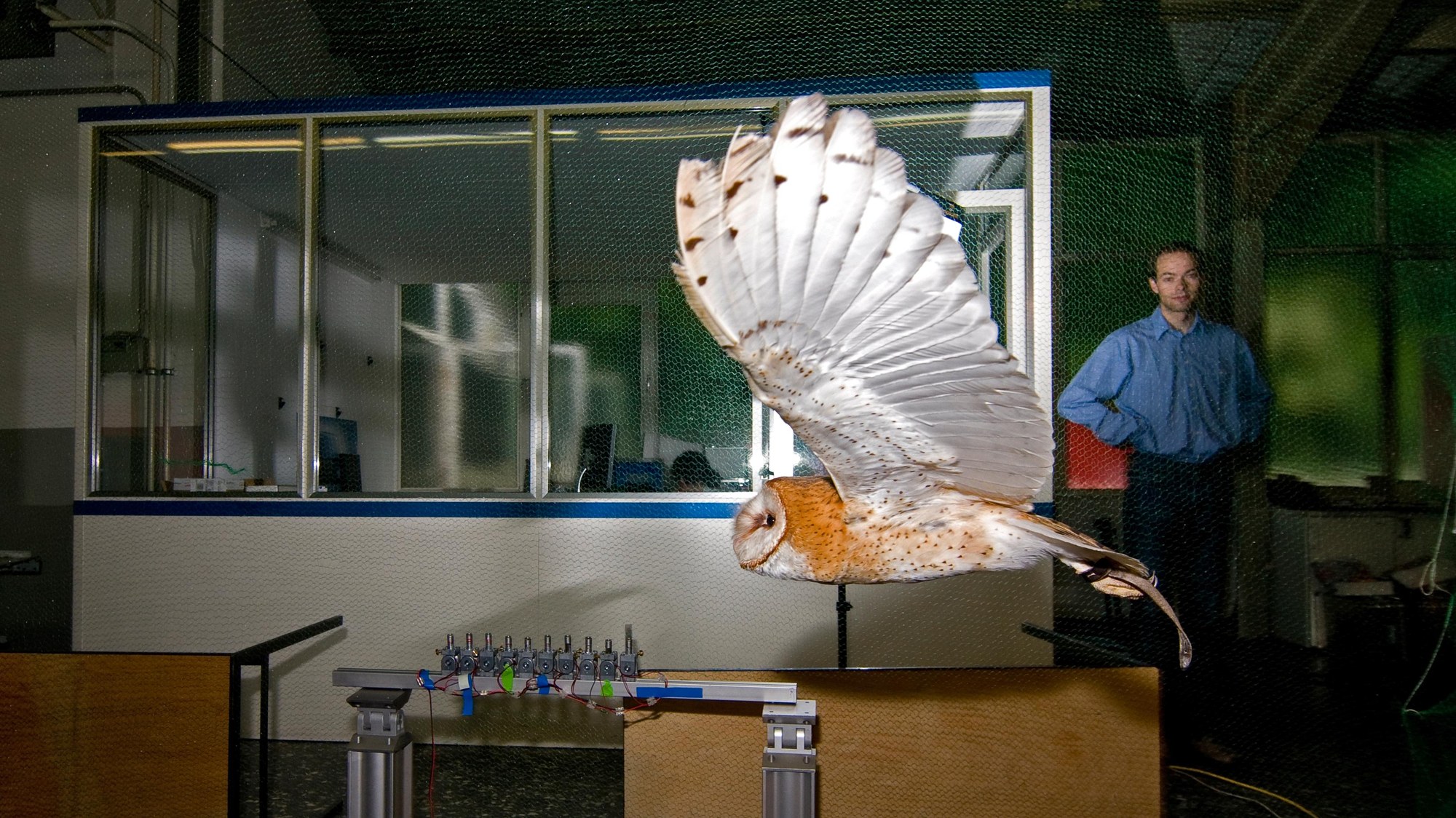A barn owl in an experimental setting