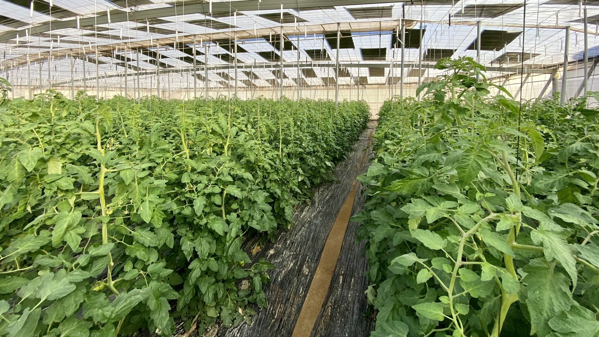 Plastic greenhouse in Almería, Spain