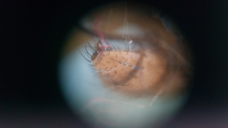 Hinterleib einer Hausfliege mit Spinnenweben