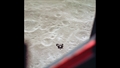 Der letzte Test vor der Landung! Die Mondfähre (hier aus dem Apollo%2dRaumschiff fotografiert) nähert sich der Oberfläche, kehrt dann aber planmäßig um. Bild: NASA: (AS10%2d34%2d5109)