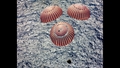 Sekunden vor Splashdown! Zwar sind die Missionen zum Mond fast schon Routine. Aber dennoch herrscht jedesmal Erleichterung, wenn die Crew zurück auf der Erde ist (bzw. im Wasser). Bild: NASA