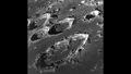 Krater auf der erdabgewandten „Rückseite" des Mondes. Bild: NASA (AS8%2d13%2d2225)